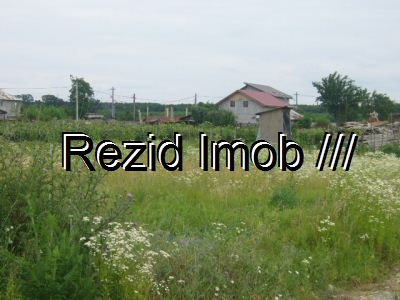 Teren intravilan Buftea Samurcasi