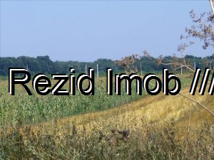 Teren intravilan Buftea Darza