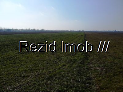 Teren agricol Buftea Cojeasca