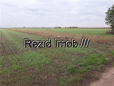 Parcelari Buftea Darza